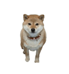 柴犬ななの、 私も連れてって！358（個別スタンプ：16）