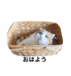 音スタンプ（個別スタンプ：11）