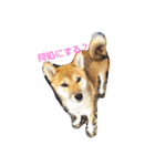 I love cats dog（個別スタンプ：7）
