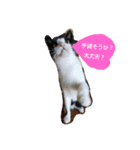 I love cats dog（個別スタンプ：10）
