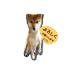 I love cats dog（個別スタンプ：11）