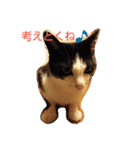 I love cats dog（個別スタンプ：16）
