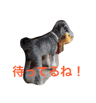 愛犬シュナちゃん♡（個別スタンプ：8）