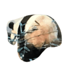 panda ueno zoo（個別スタンプ：2）