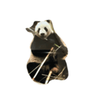 panda ueno zoo（個別スタンプ：3）