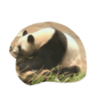 panda ueno zoo（個別スタンプ：6）