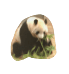 panda ueno zoo（個別スタンプ：7）