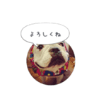 しずく（フレンチブルドッグ）のスタンプ 2（個別スタンプ：1）