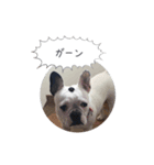 しずく（フレンチブルドッグ）のスタンプ 2（個別スタンプ：5）