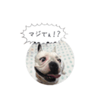 しずく（フレンチブルドッグ）のスタンプ 2（個別スタンプ：6）