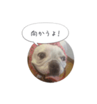 しずく（フレンチブルドッグ）のスタンプ 2（個別スタンプ：7）