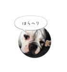 しずく（フレンチブルドッグ）のスタンプ 2（個別スタンプ：8）