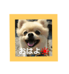tarota（個別スタンプ：1）