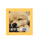tarota（個別スタンプ：2）