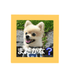 tarota（個別スタンプ：4）