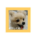 tarota（個別スタンプ：13）
