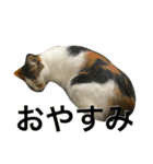 三毛猫もぐちゃん（個別スタンプ：2）