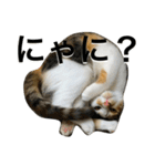三毛猫もぐちゃん（個別スタンプ：4）