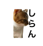 三毛猫もぐちゃん（個別スタンプ：5）