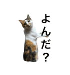 三毛猫もぐちゃん（個別スタンプ：7）
