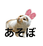 三毛猫もぐちゃん（個別スタンプ：8）