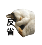 三毛猫もぐちゃん（個別スタンプ：9）