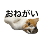 三毛猫もぐちゃん（個別スタンプ：11）