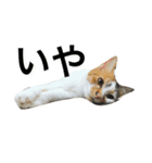 三毛猫もぐちゃん（個別スタンプ：12）