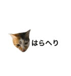 三毛猫もぐちゃん（個別スタンプ：15）