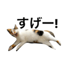 三毛猫もぐちゃん（個別スタンプ：23）