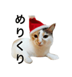 三毛猫もぐちゃん（個別スタンプ：24）