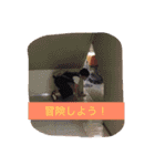 once again goritan（個別スタンプ：4）