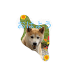 happy  smile smile（個別スタンプ：3）