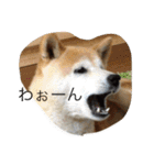 happy  smile smile（個別スタンプ：4）