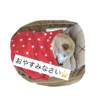 happy  smile smile（個別スタンプ：5）