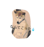 happy  smile smile（個別スタンプ：7）