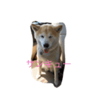 happy  smile smile（個別スタンプ：11）