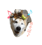 happy  smile smile（個別スタンプ：29）