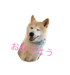 happy  smile smile（個別スタンプ：31）