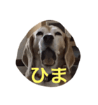 Y-family（個別スタンプ：2）