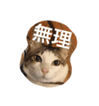 Y-family（個別スタンプ：3）