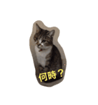 Y-family（個別スタンプ：8）