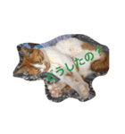Y-family（個別スタンプ：11）