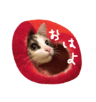 ねこちゃんだよ（個別スタンプ：1）