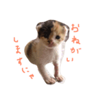 ねこちゃんだよ（個別スタンプ：2）
