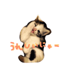 ねこちゃんだよ（個別スタンプ：3）