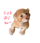 ねこちゃんだよ（個別スタンプ：4）