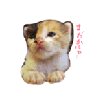 ねこちゃんだよ（個別スタンプ：5）