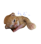 ねこちゃんだよ（個別スタンプ：7）