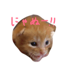 ねこちゃんだよ（個別スタンプ：8）
